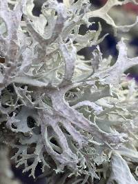 Evernia prunastri image