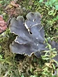 Peltigera collina image