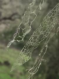Ramalina menziesii image