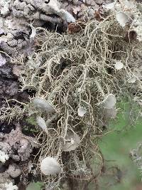 Usnea intermedia image