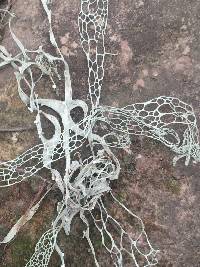Ramalina menziesii image