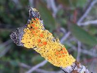 Xanthoria parietina var. parietina image