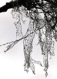 Ramalina menziesii image
