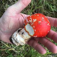 Amanita muscaria image