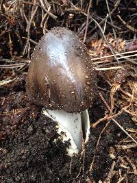 Amanita pachycolea image