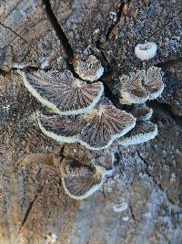 Schizophyllum commune image