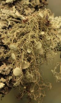 Usnea intermedia image