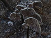 Schizophyllum commune image