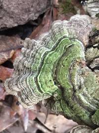 Trametes versicolor image