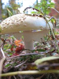 Amanita muscaria image