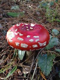 Amanita muscaria image