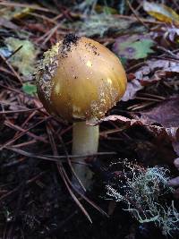 Amanita augusta image