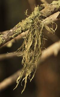 Ramalina leptocarpha image