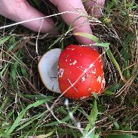 Amanita muscaria image