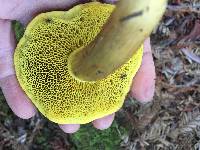 Boletus subtomentosus image