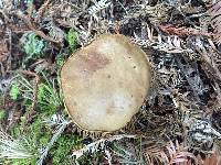 Boletus subtomentosus image