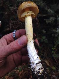 Amanita augusta image