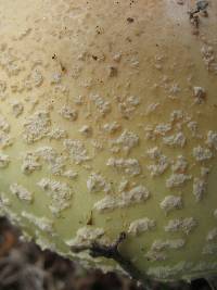 Amanita muscaria image