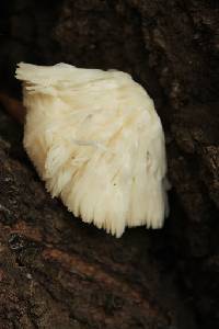 Hericium erinaceus image