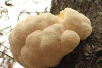 Hericium erinaceus image