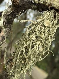 Ramalina leptocarpha image