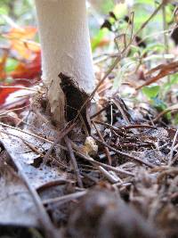 Amanita muscaria image