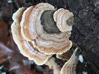 Trametes versicolor image