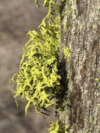 Letharia vulpina image