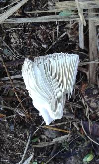 Chlorophyllum molybdites image