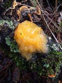 Tremella mesenterica image