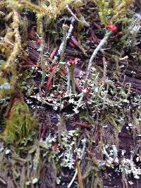 Cladonia bellidiflora image