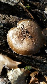 Pluteus cervinus image