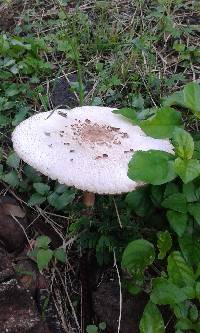 Chlorophyllum molybdites image