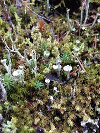 Cladonia chlorophaea image