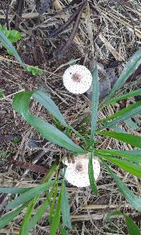 Chlorophyllum molybdites image