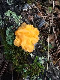 Tremella mesenterica image