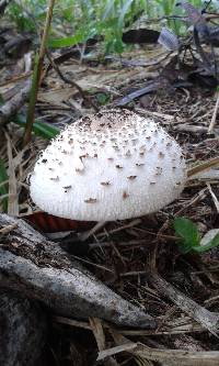 Chlorophyllum molybdites image