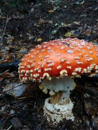 Amanita muscaria image