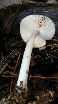 Pluteus cervinus image