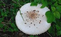 Chlorophyllum molybdites image