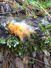 Tremella mesenterica image