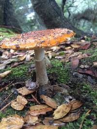 Amanita muscaria image