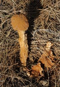 Battarrea phalloides image