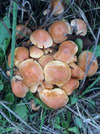 Hypholoma fasciculare image