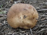 Clitocybe brunneocephala image