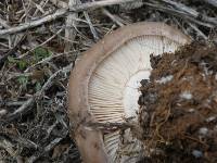 Clitocybe brunneocephala image