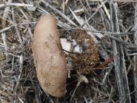 Clitocybe brunneocephala image