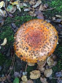 Amanita muscaria image