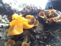 Tremella aurantia image