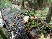 Podoscypha petalodes image